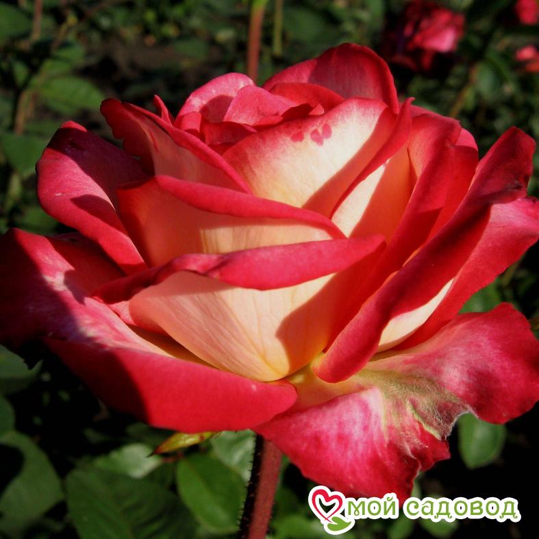 Роза Нью Фешн