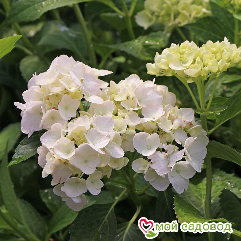 Гортензия крупнолистная Мадам Эмили Мулье ЗКС
