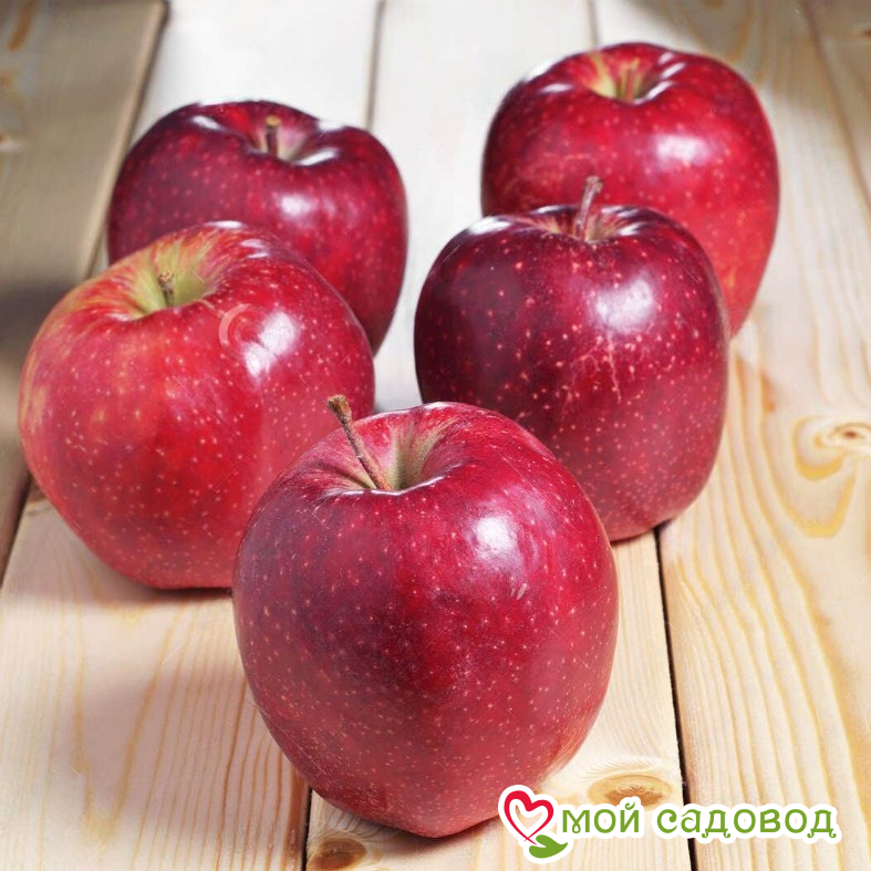 Яблоня Джонатан