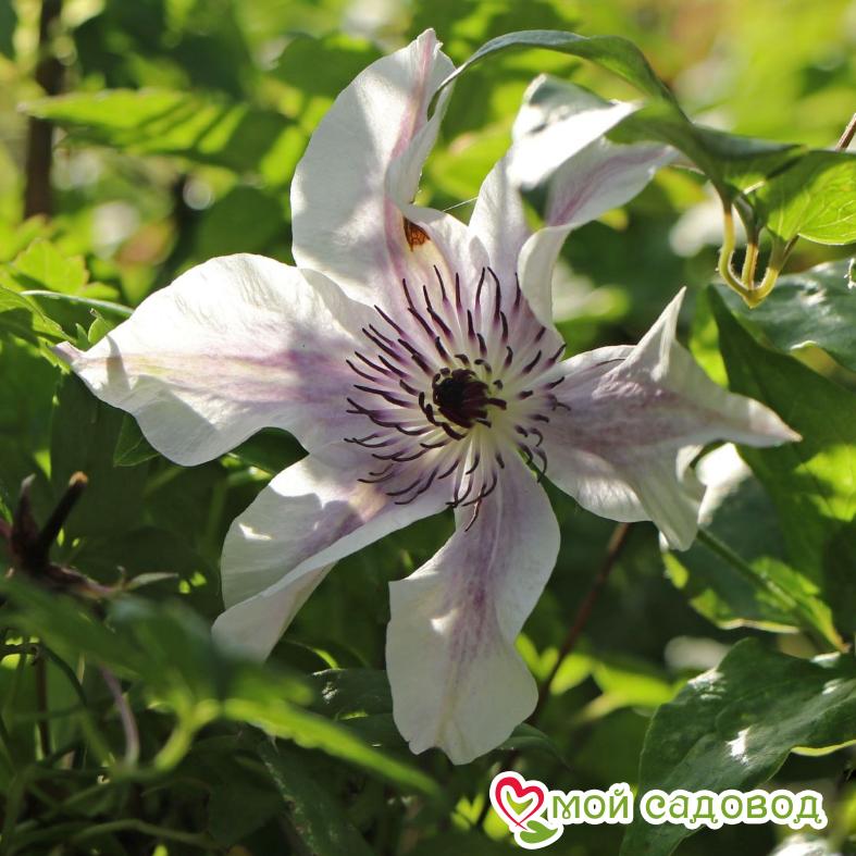 Клематис Бест Вишес ЗКС