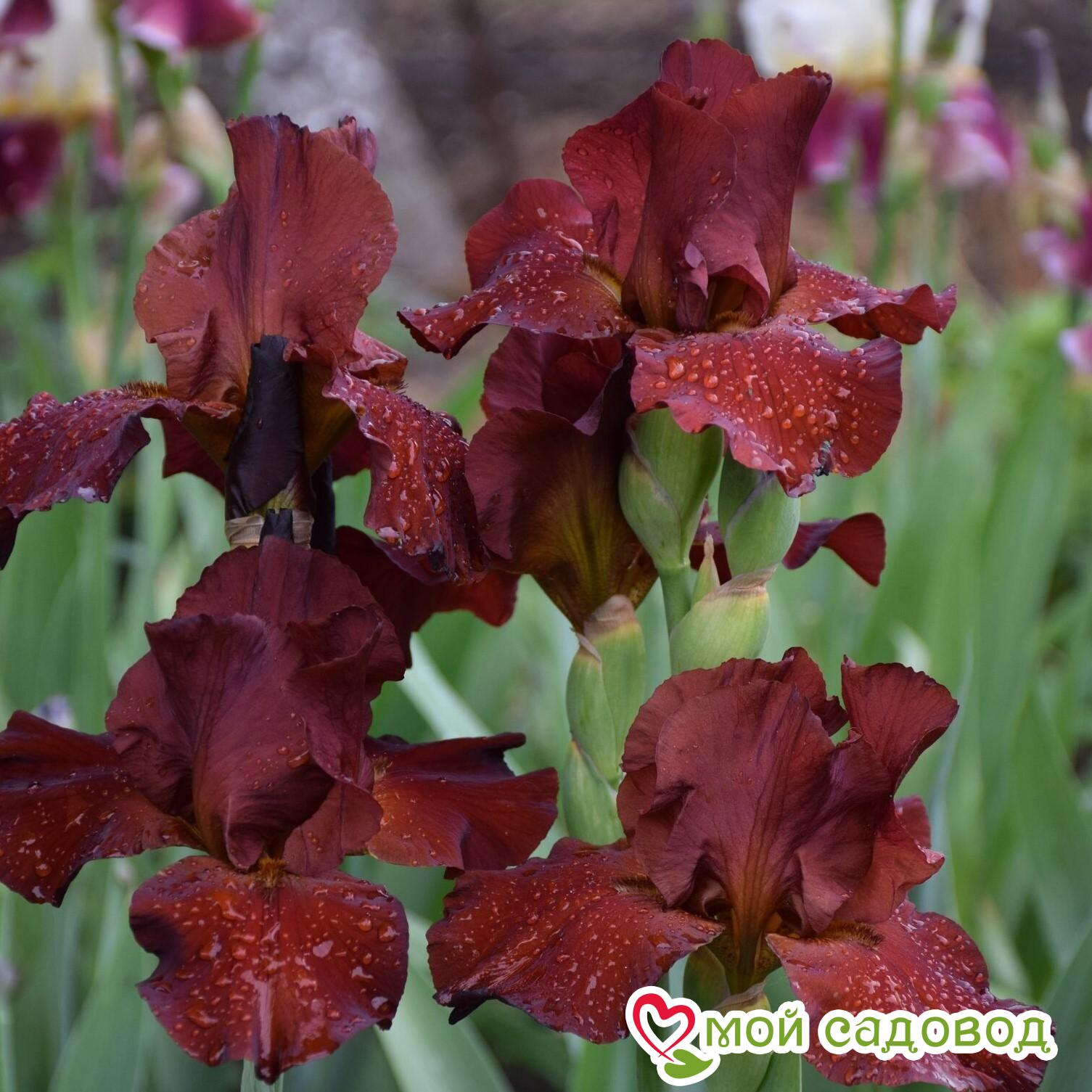 ИРИС ГЕРМАНСКИЙ СУЛТАН ПЭЛАС